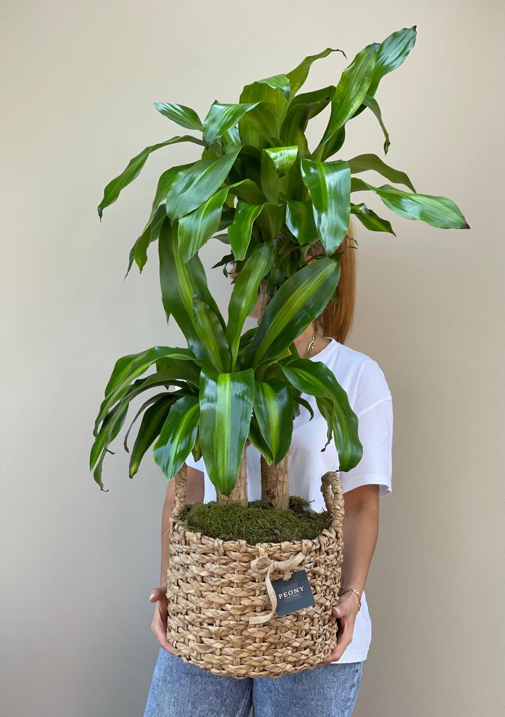 Dracena Massengena Yucca